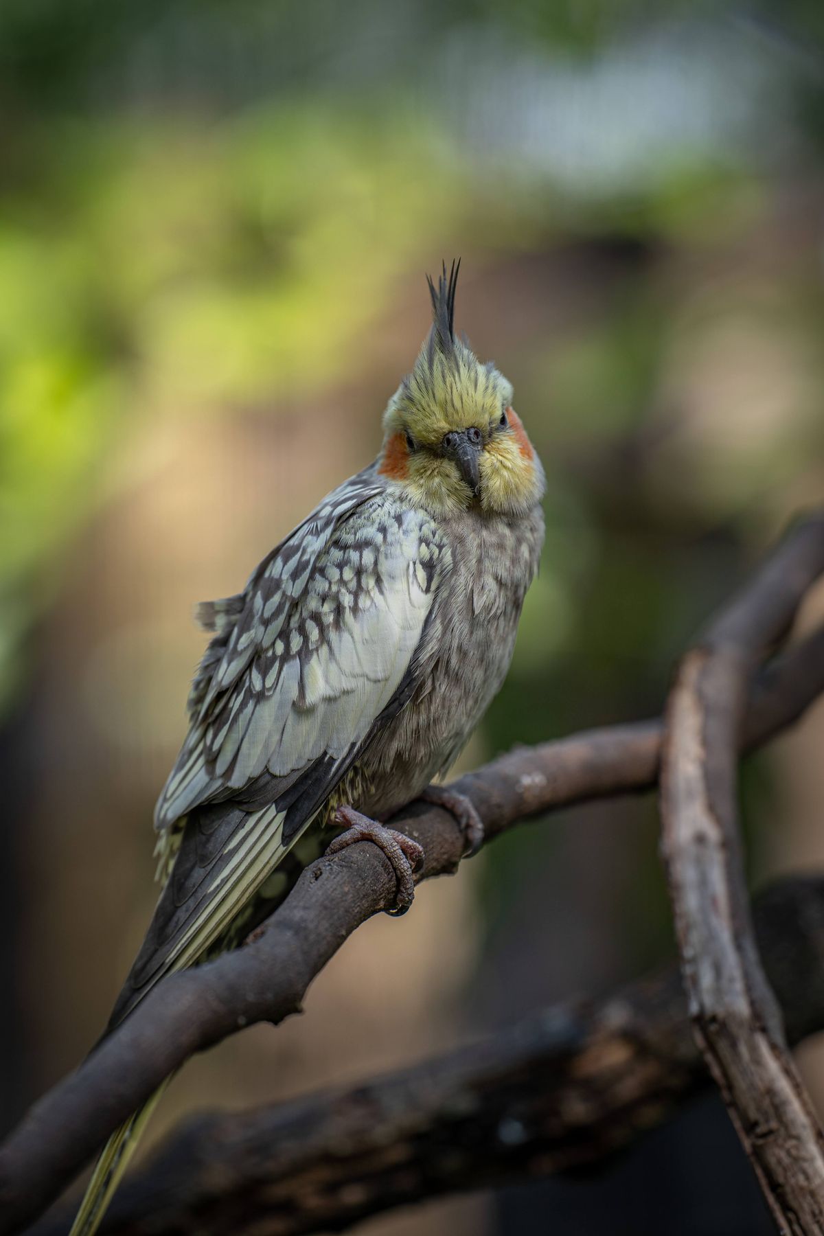 オカメインコ