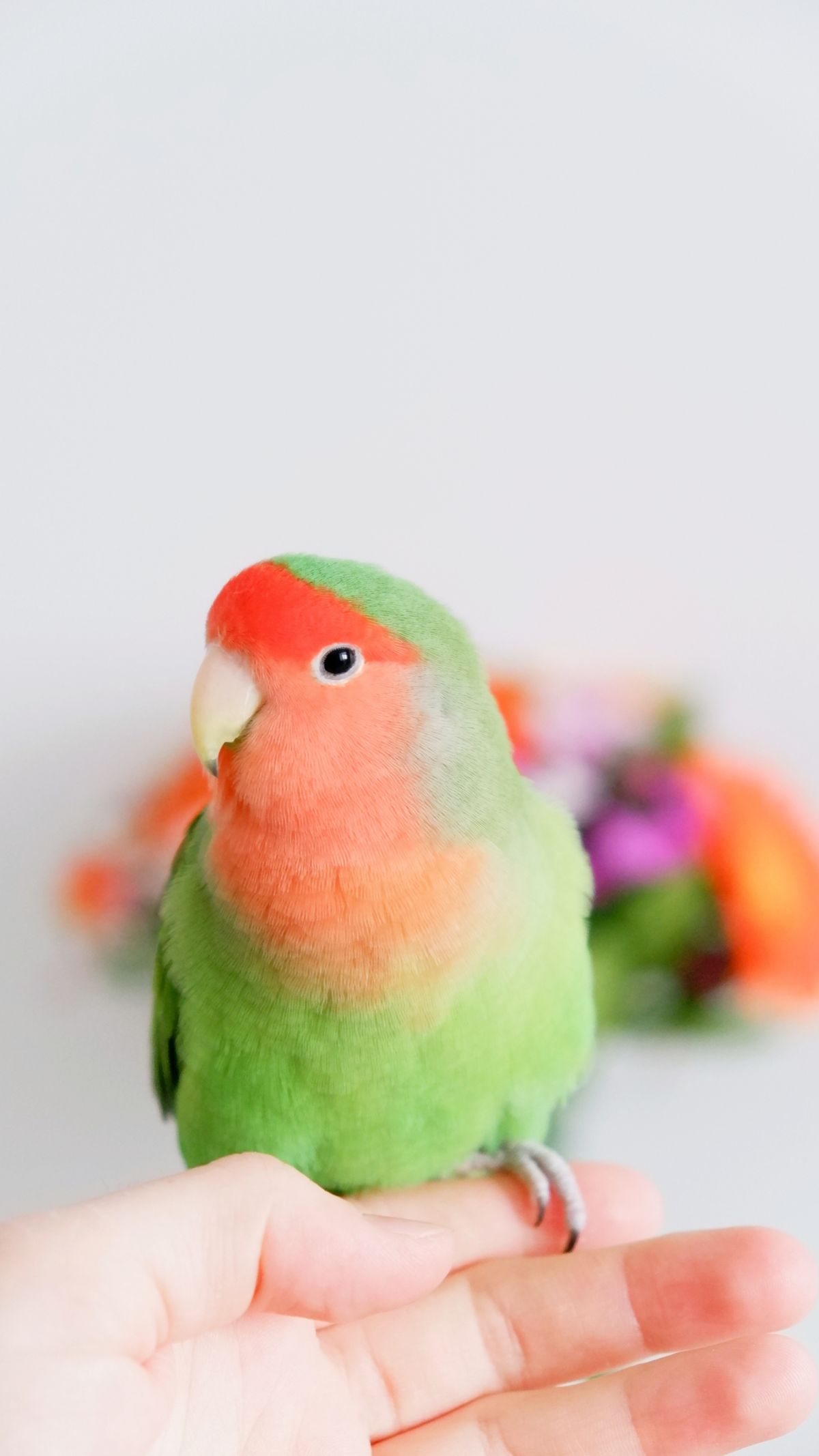 コザクラインコ