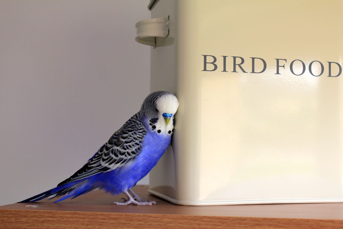セキセイインコ